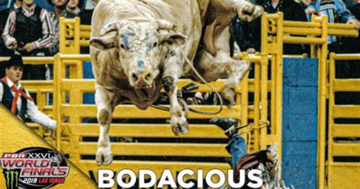 Did Anyone Successfully Rode Bodacious?
