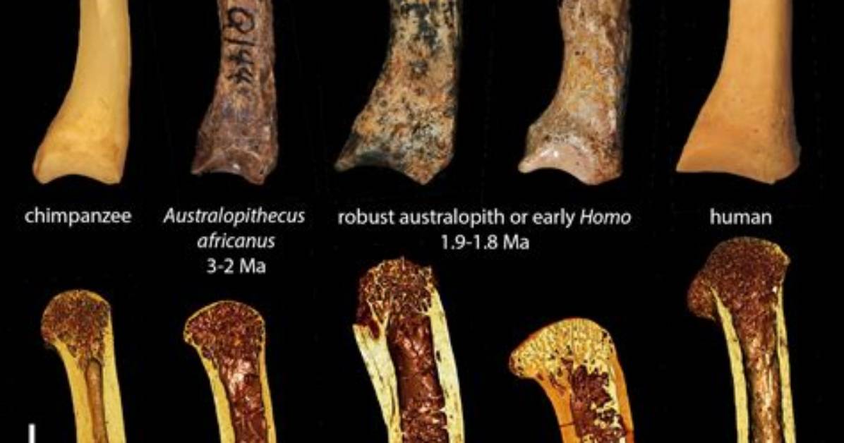 Did Australopithecines Use Tools?