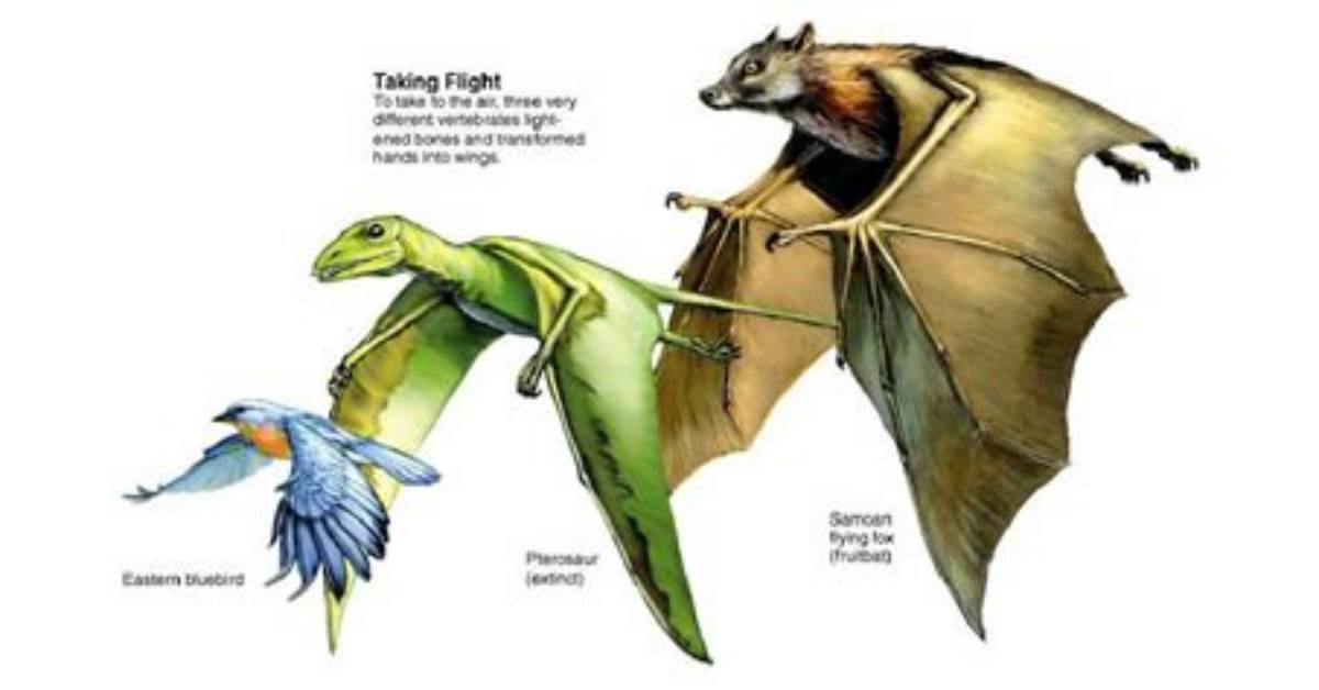 Did Bats Evolve from Dinosaurs?