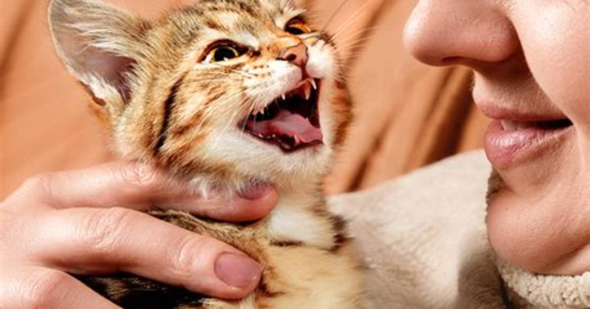 Did Cats Develop Meowing for Humans?