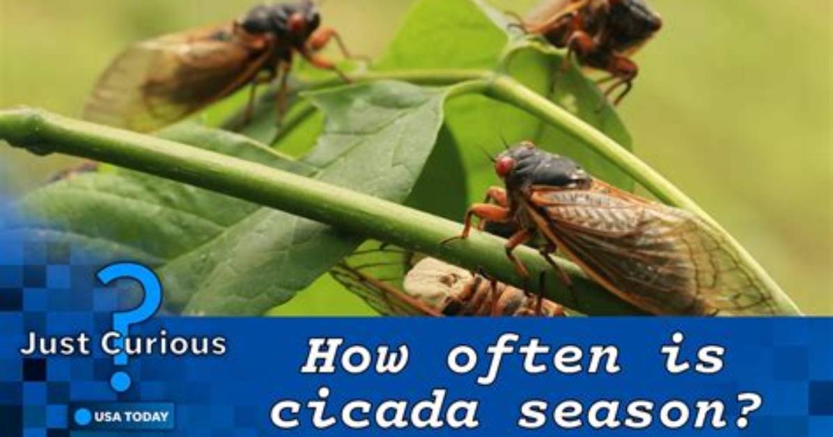 Did Cicada Get Solved?