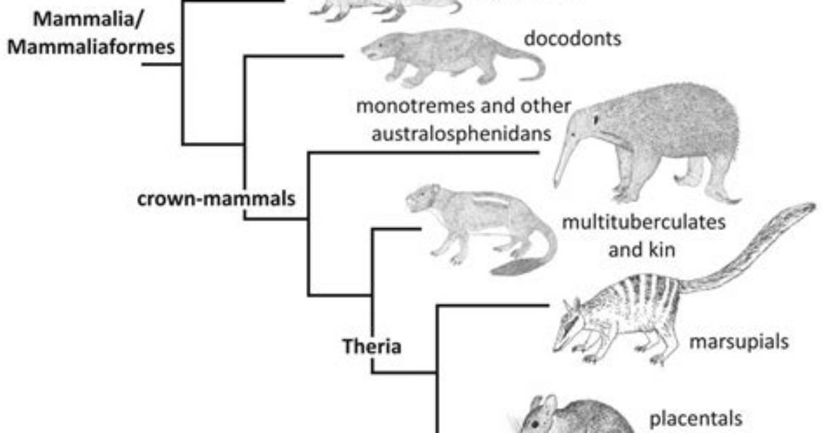 Did Dimetrodon Lay Eggs?