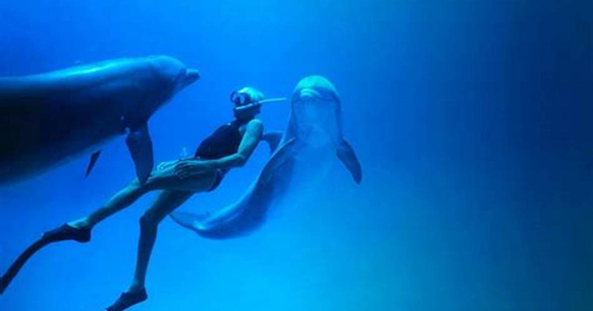 Did Enzo Maiorca Really Save a Dolphin?