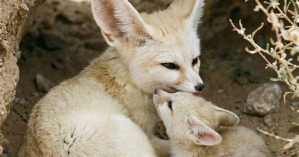 Did Fennec Get Buffed?