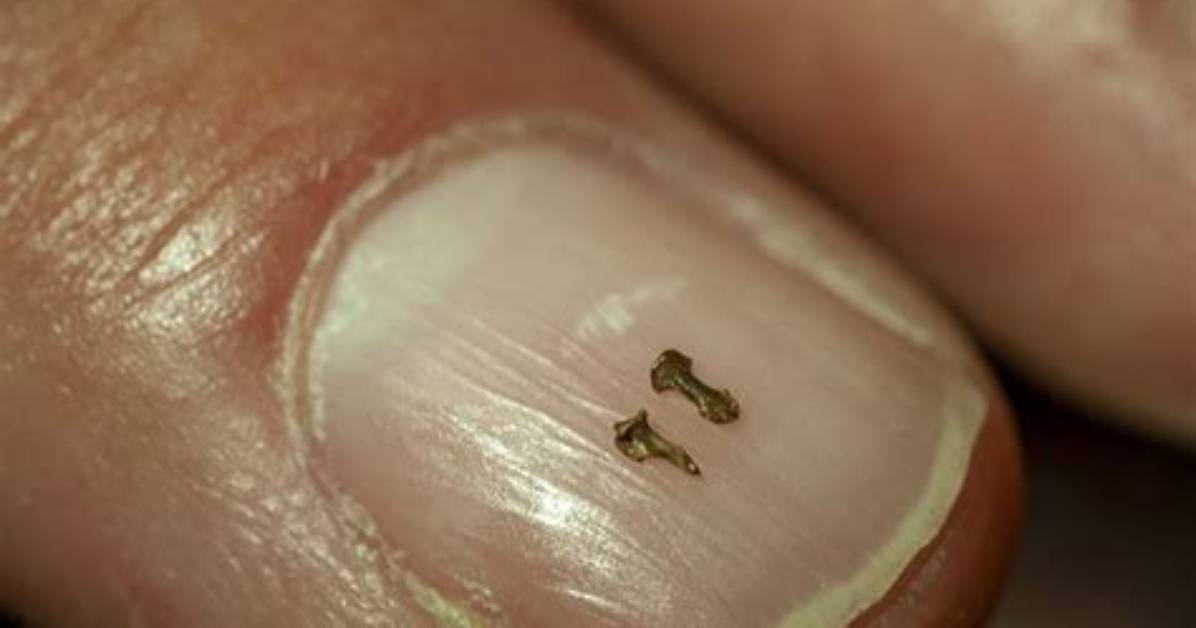 Did Fingernails Evolved from Claws?