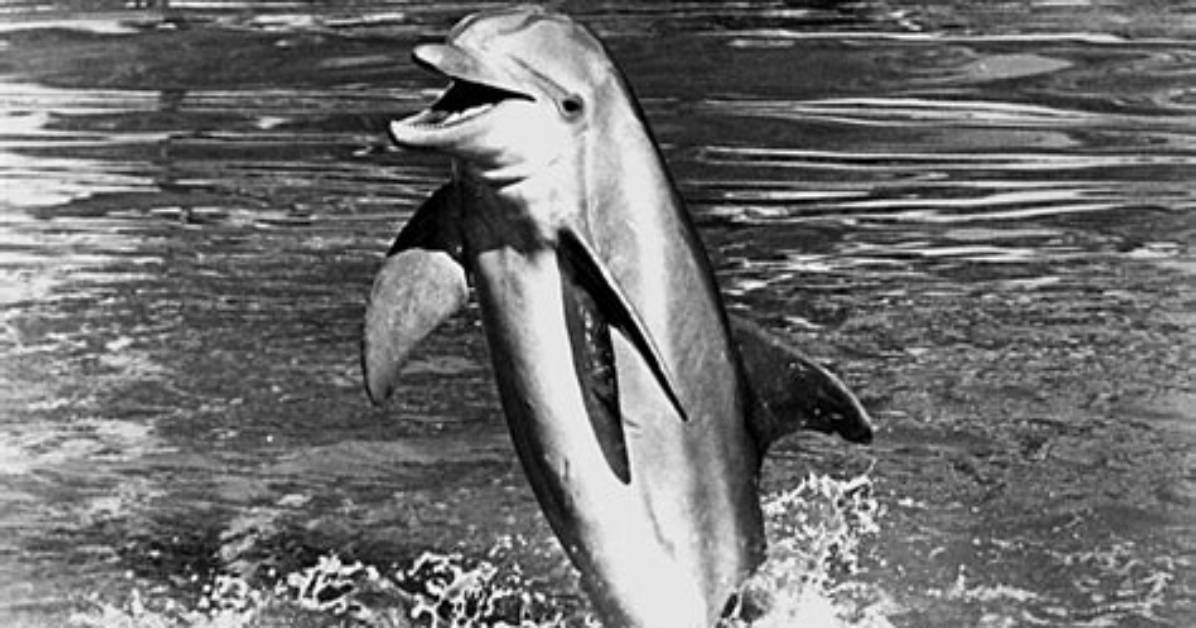 Did Flipper Kill Himself
