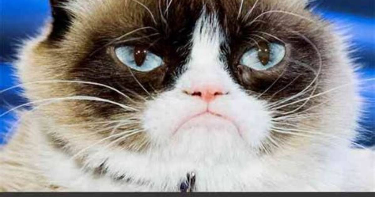 Did Grumpy Cat Die?