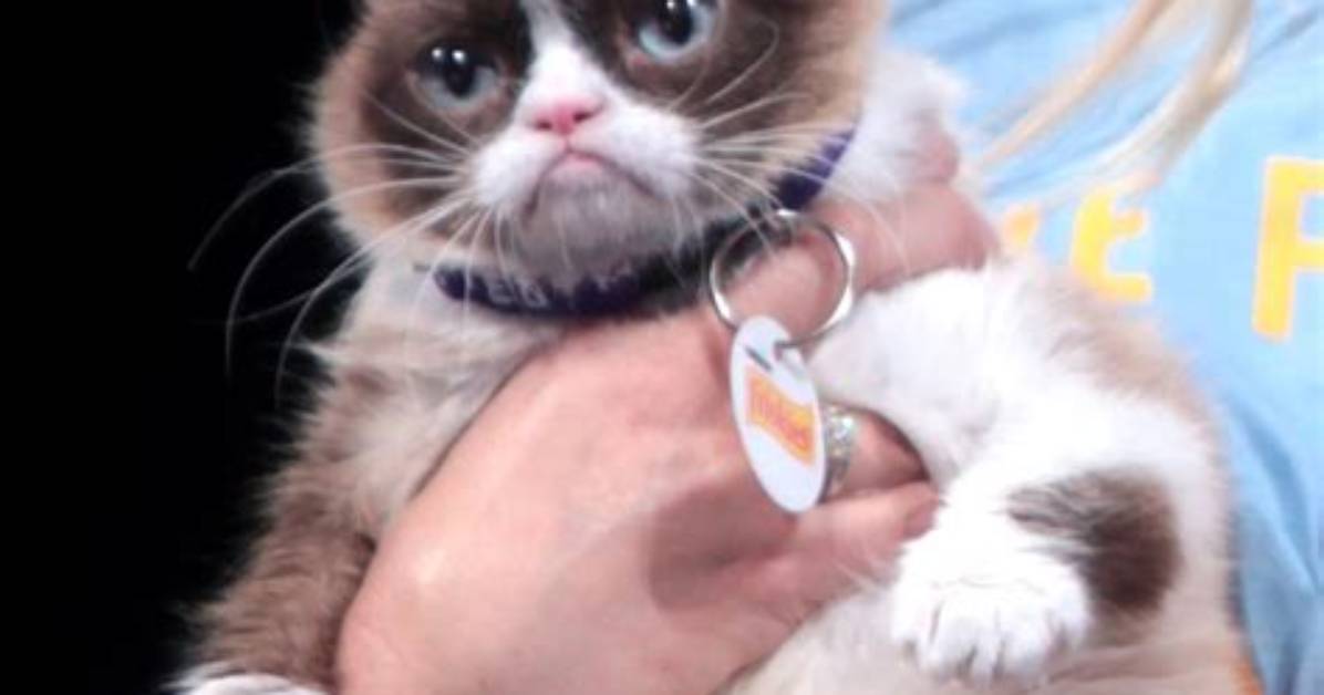 Did Grumpy Cat Ever Have Kittens?
