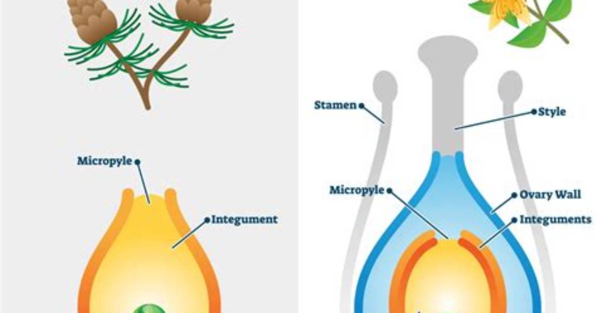 Did Gymnosperms Come Before Angiosperms