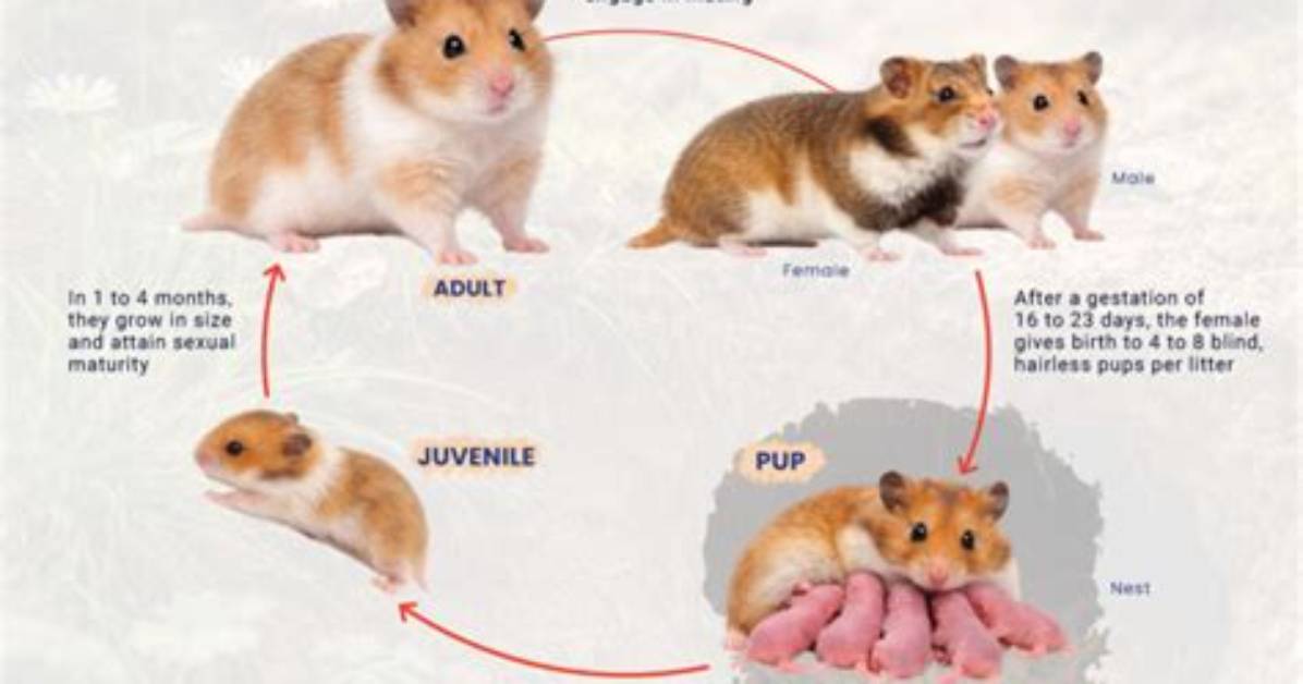Did Hamsters Evolve from Rats?