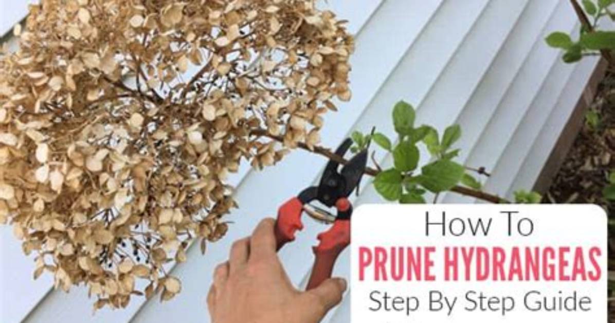 Did I Prune My Hydrangea Too Much?