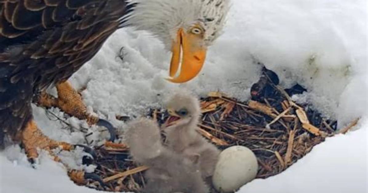 Did Jackie's Egg Hatch?