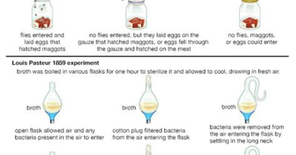Did Pasteur Disprove Spontaneous Generation?