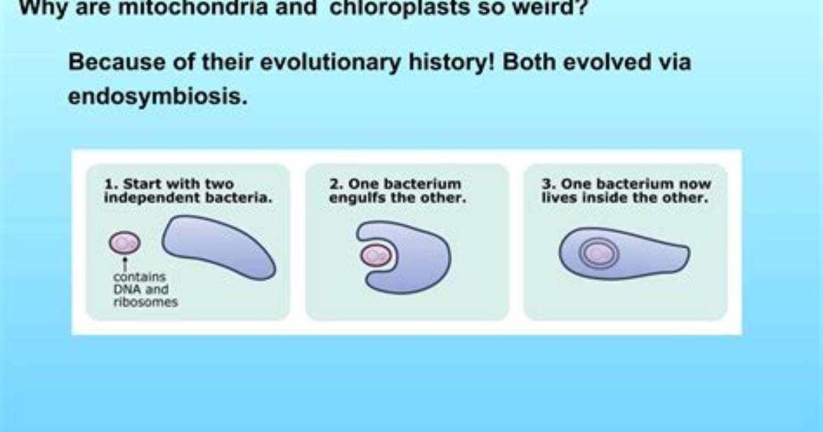 Did Plastids Evolved Before Mitochondria?