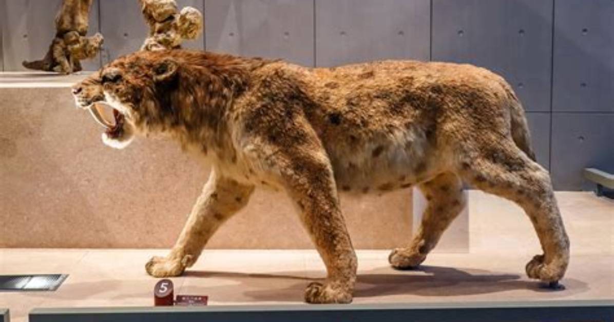 Did Saber Tooth Tigers Exist?