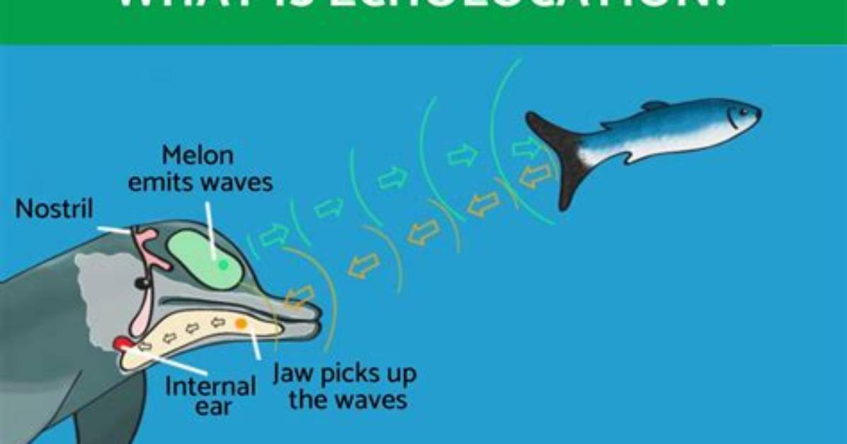 Did Sharks Have Echolocation?
