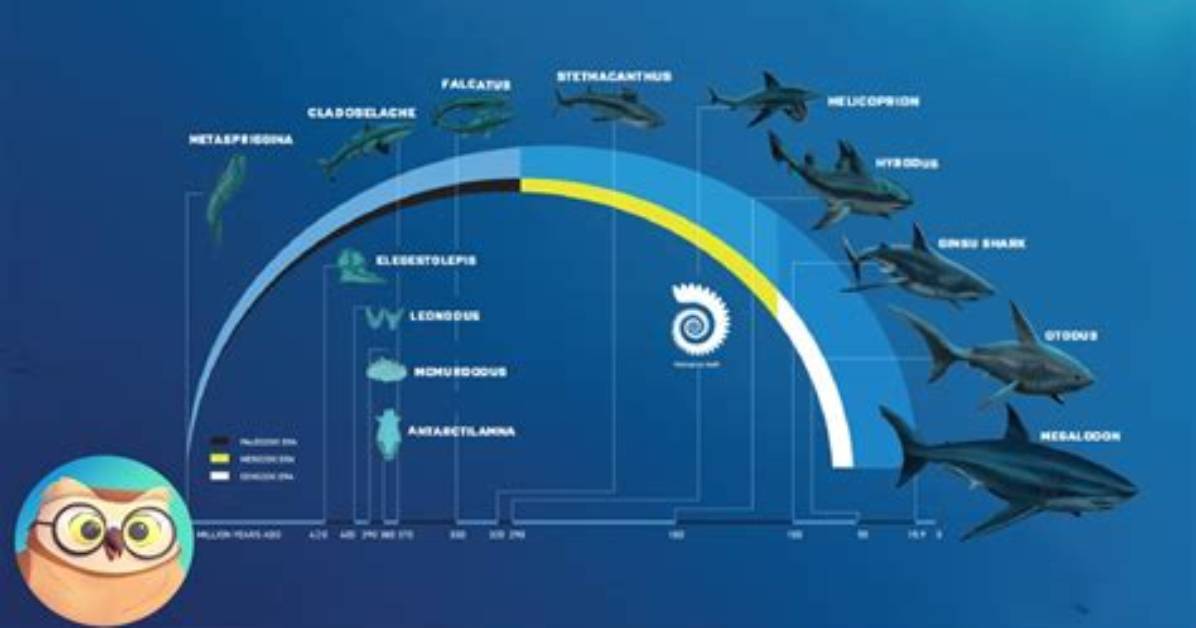Did Stingrays Evolve from Sharks?