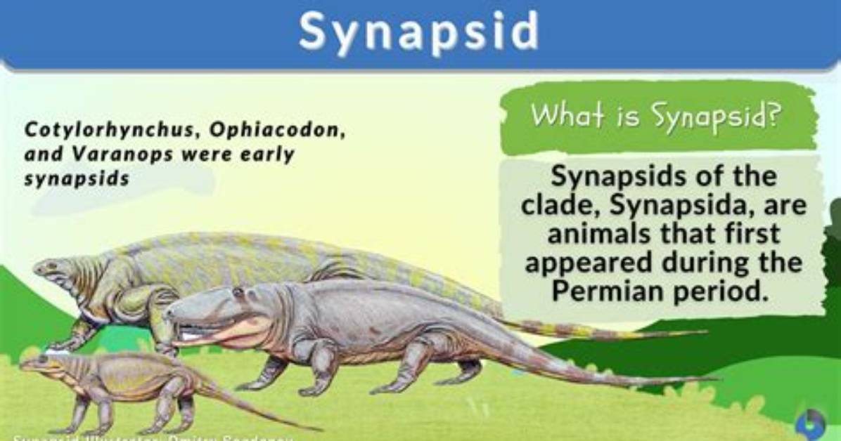 Did Synapsids Have Fur?