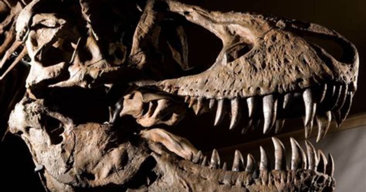 Did T Rex Eat Bones?