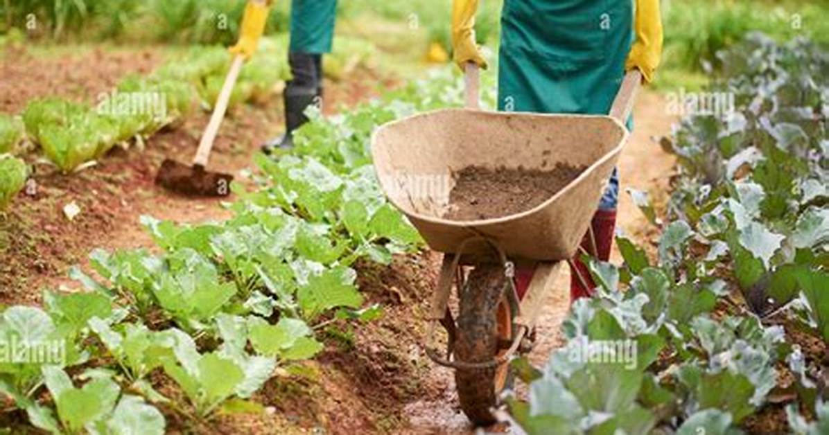 Did Wheelbarrows Help Farmers?