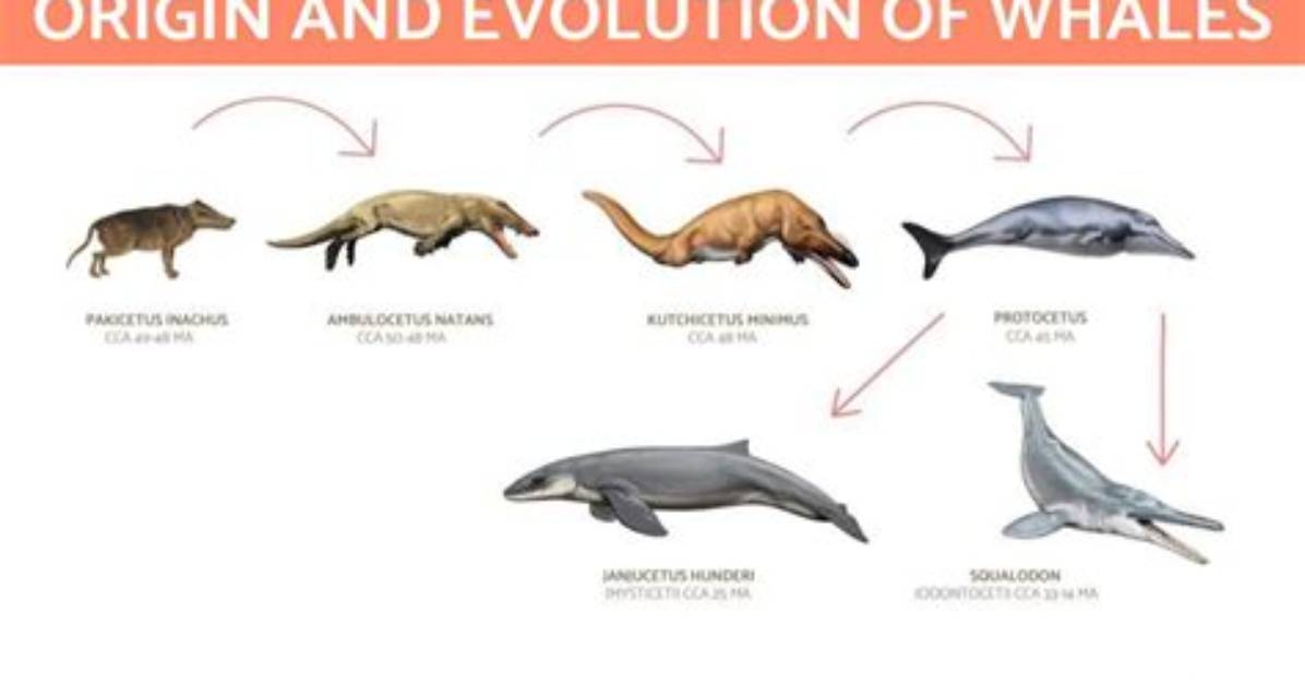 Did Wolves Evolve from Whales?