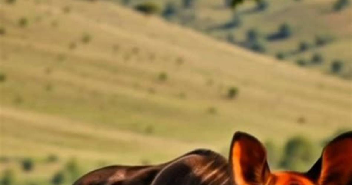 Did You Know Facts About Okapi?