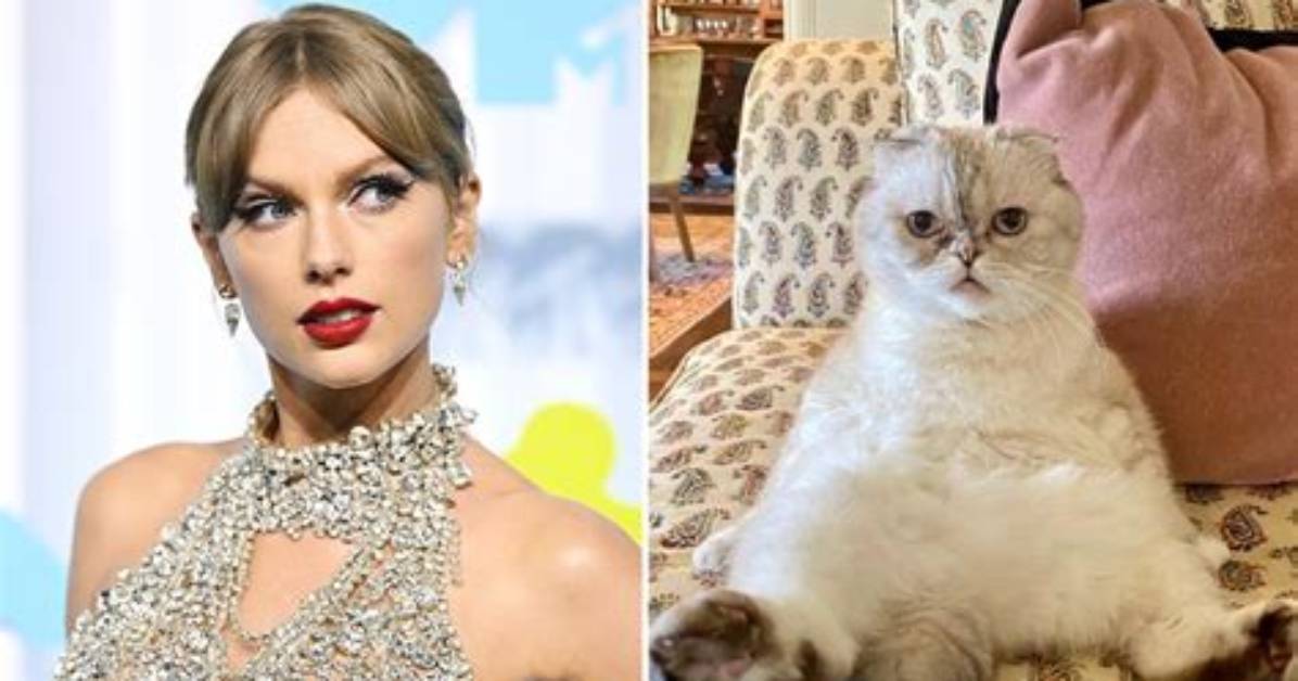 Did You Know Taylor Swift’s Cat Reportedly Has a Higher Net Worth Than Her Boyfriend Travis Kelce?