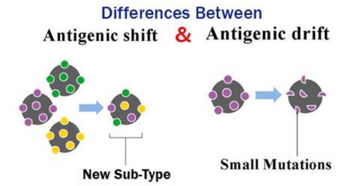 Difference Between Antigenic Shift and Drift
