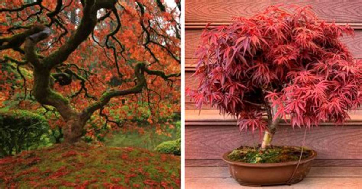 Difference Between Chinese and Japanese Maple Tree
