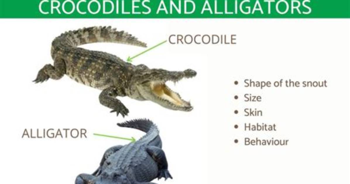 Difference Between Crocodiles and Alligators