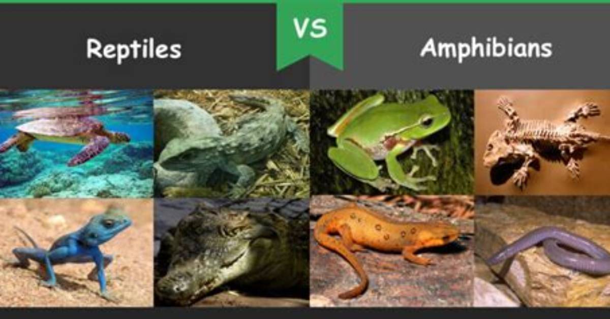 Difference Between Fish and Reptiles