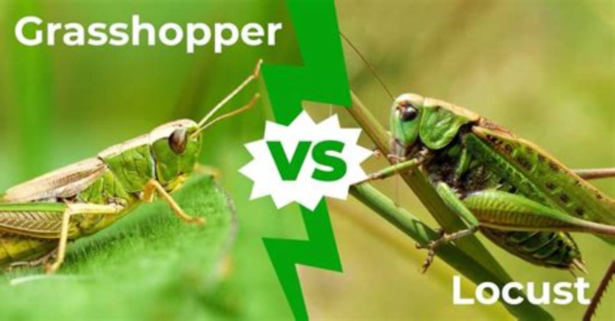 Difference Between Locust and Grasshopper