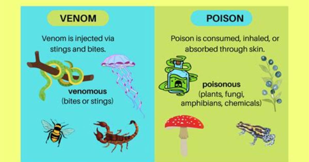 Difference Between Toxin and Poison