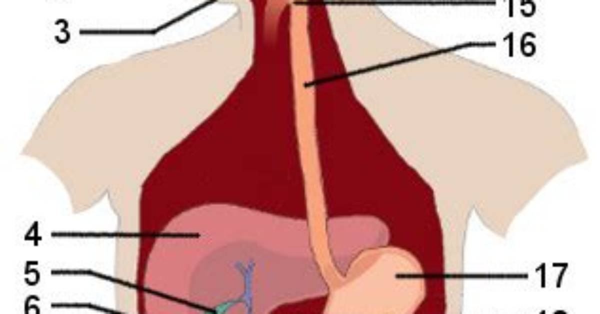 Digestive System Anatomy Quiz