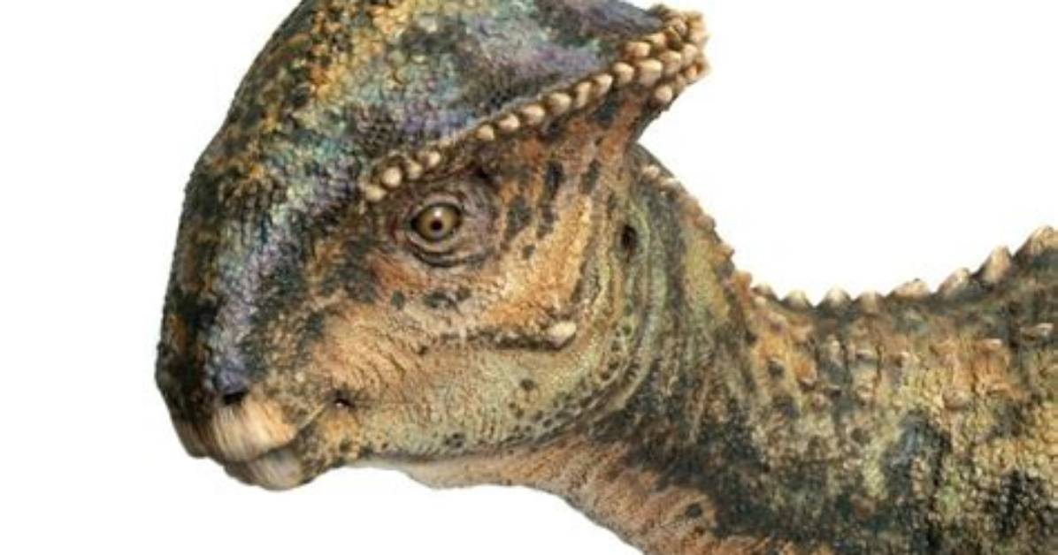 Dinosaur with Bump on Head