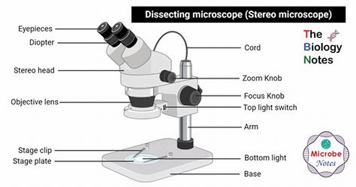 Dissecting Microscope