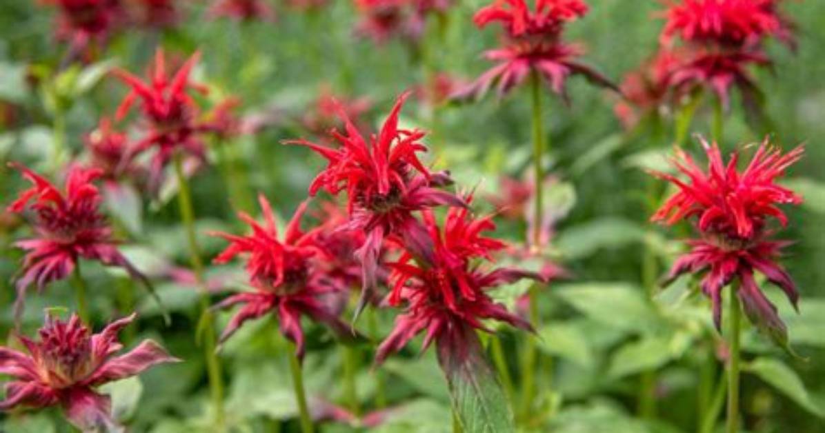 Dividing Bee Balm