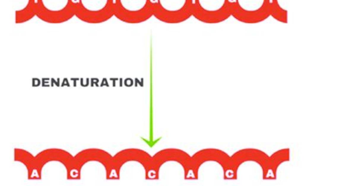 Dna Denaturation Definition