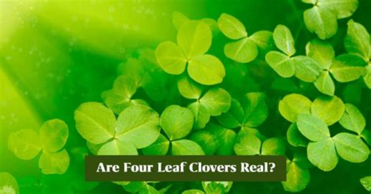Do 4 Leaf Clovers Actually Exist