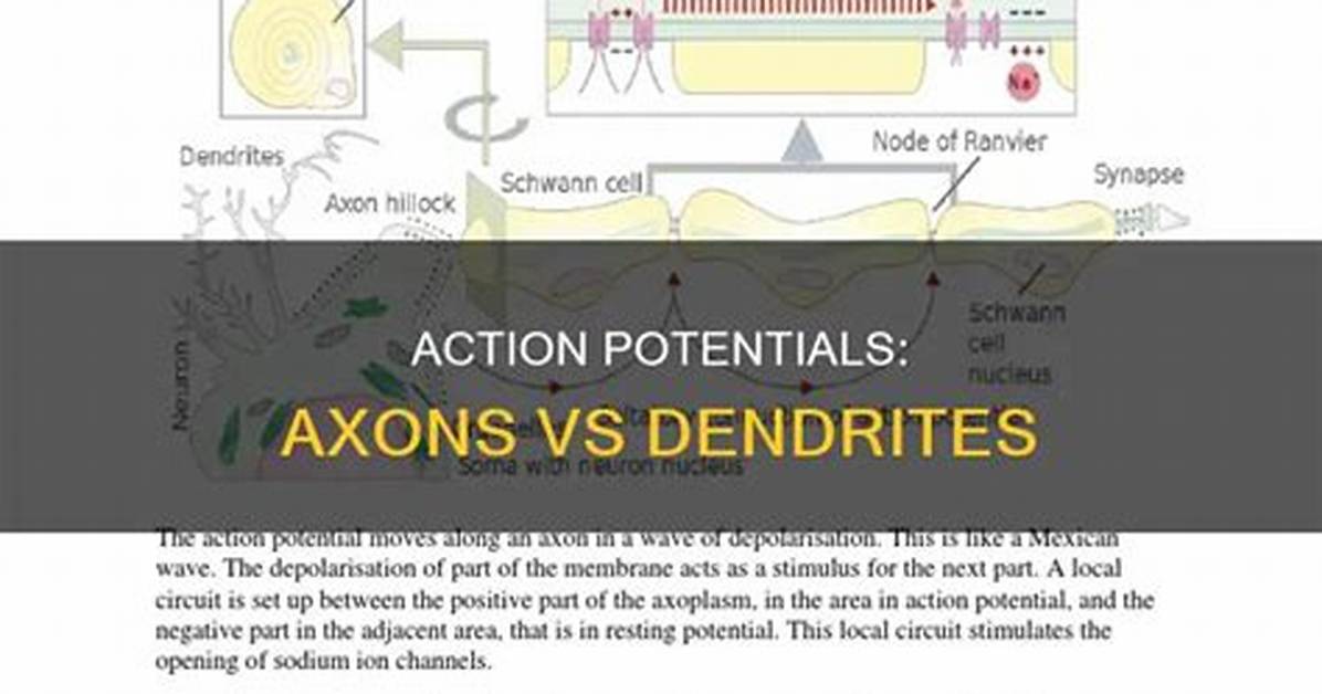 Do Action Potentials Occur in Dendrites?