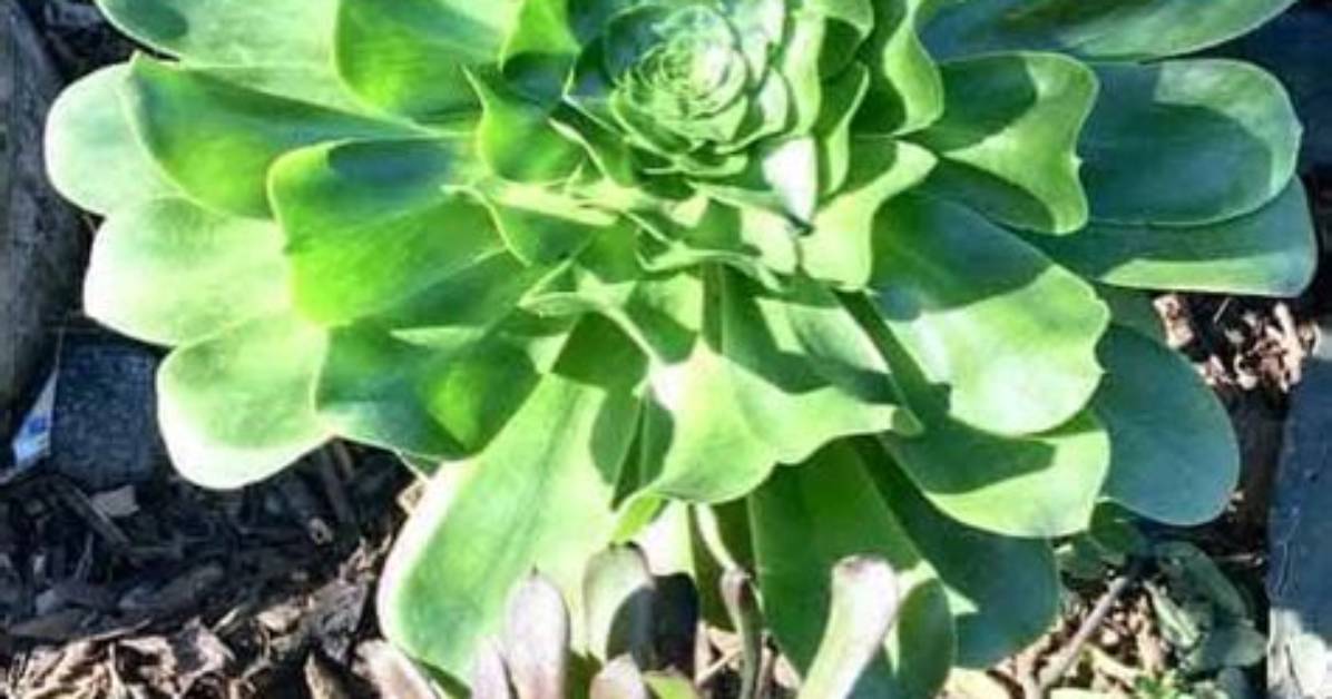Do Aeoniums Need Full Sun