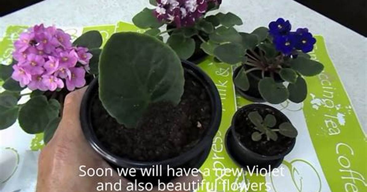 Do African Violets Spread
