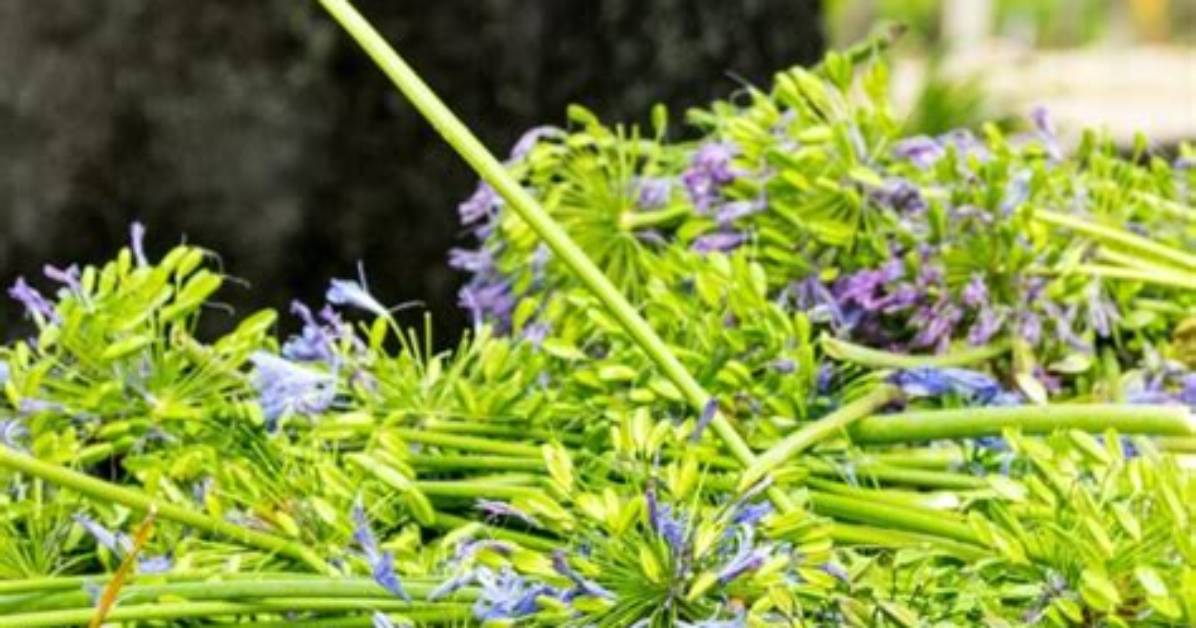 Do Agapanthus Need Splitting?