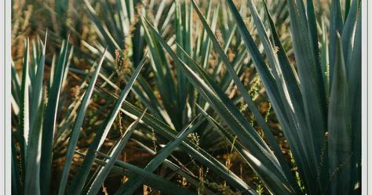 Do Agaves Have Deep Roots