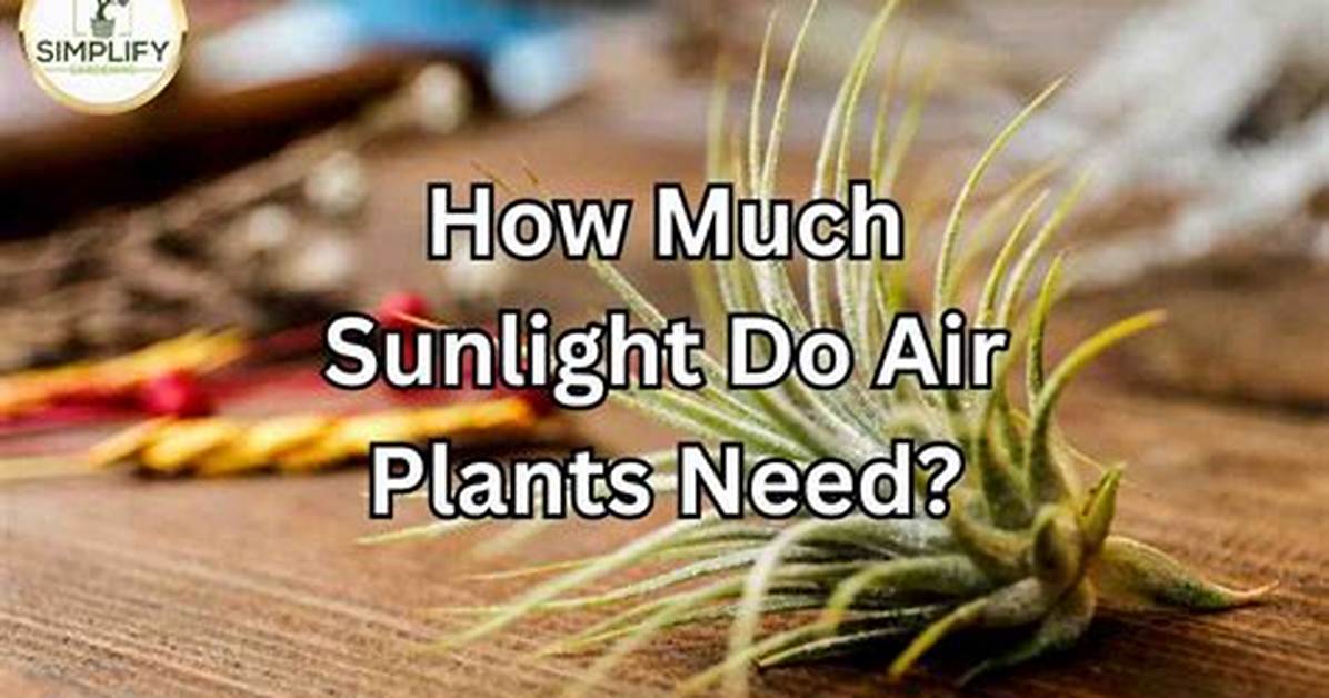 Do Air Plants Need Sun?