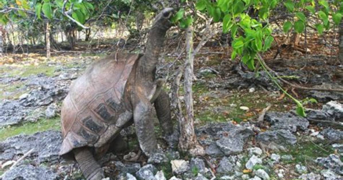 Do Aldabra Tortoises Dig?