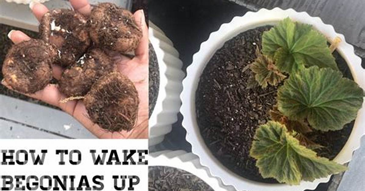 Do All Begonias Have Corms
