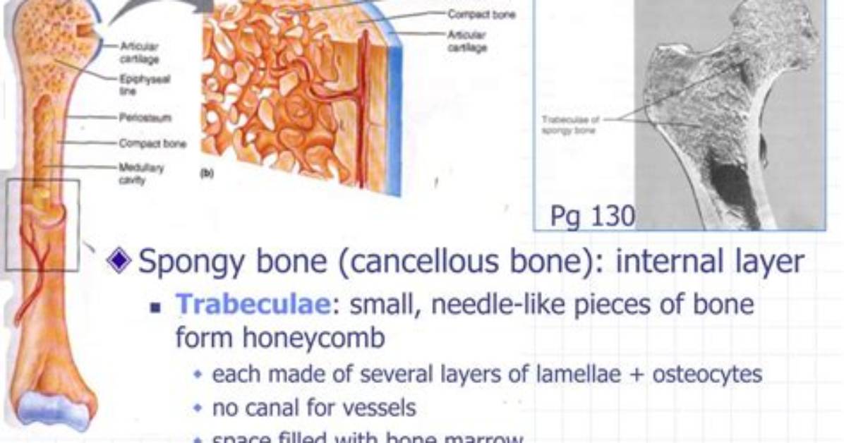 Do All Bones Have Spongy Bone?