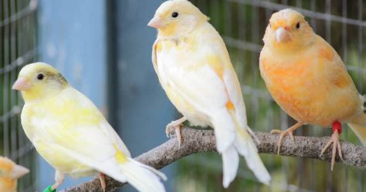 Do All Canaries Sing?
