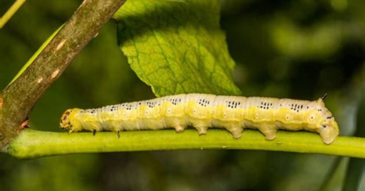 Do All Catalpa Trees Have Worms